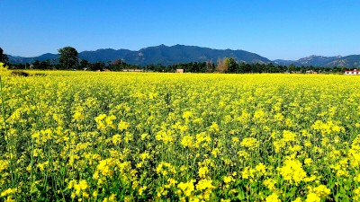 बारामा तेलहन खेतीको क्षेत्रफलमा वृद्धि